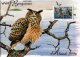(image for) 1996 WWF Eagle Owl Presentation Booklet