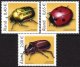 (image for) 2006 Beetles