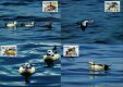(image for) 2000 Sea Birds PHQ Card Set