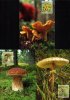 (image for) 2003 Edible Mushrooms PHQ Card Set