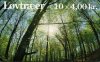 (image for) 1999 Deciduous Trees (Booklet)