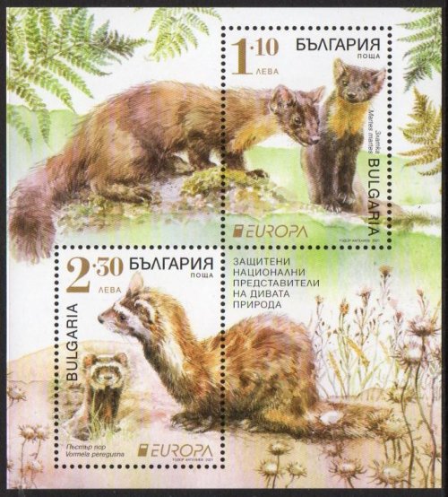 (image for) 2021 Bulgaria (M/S)