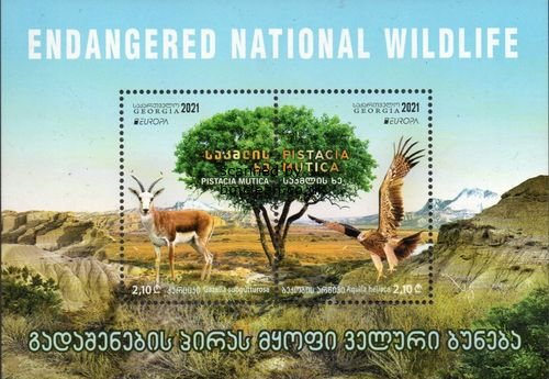 (image for) 2021 Georgia (M/S)