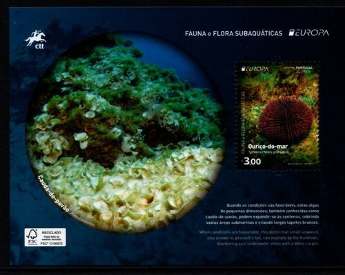 (image for) 2024 Azores (M/S)