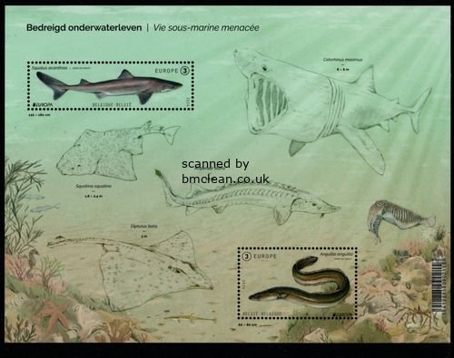 (image for) 2024 Belgium (M/S)