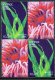 (image for) 2024 Cyprus (Ex Booklet)