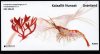 (image for) 2024 Greenland (Booklet)