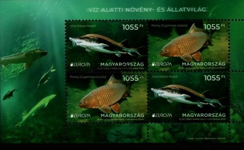 (image for) 2024 Hungary (M/S)