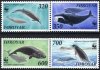 (image for) 1990 WWF Whales