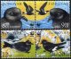 (image for) 2005 WWF - Petrels