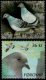 (image for) 2009 Doves