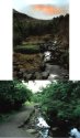 (image for) 2011 Europa/ Trees