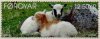 (image for) 2013 SEPAC - Lambs