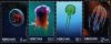 (image for) 2014 Jellyfish