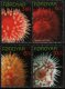 (image for) 2012 Sea Anemones