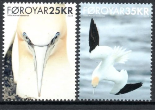 (image for) 2025 Northern Gannet