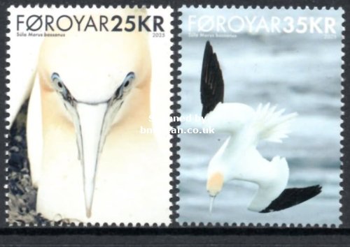 (image for) 2025 Northern Gannet