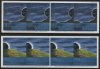 (image for) 2014 Solar Eclipse (Booklets x 2)