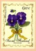 (image for) 2003 Pansy