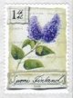 (image for) 2006 Lilac
