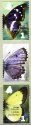 (image for) 2007 Butterflies