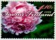(image for) 2009 Peony