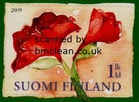 (image for) 2009 Amaryllis