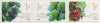 (image for) 2013 Garden Berries