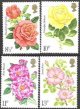 (image for) 1976 Roses