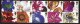 (image for) 1997 Greetings Stamps - Flowers