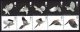 (image for) 2003 Birds of Prey