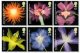 (image for) 2004 Royal Horticultural Society