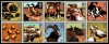 (image for) 2005 Farm Animals