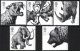 (image for) 2006 Ice Age Mammals