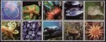 (image for) 2007 Sea Life