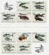 (image for) 2022 Fish (S/A)