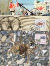 (image for) 1993 Crabs