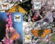 (image for) 1997 Butterflies