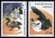 (image for) 2019 Europa - Birds