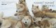 (image for) 2003 Sled Dogs (Booklet)