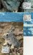 (image for) 1994 Animals PHQ (3)