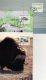 (image for) 1995 Animals PHQ (3)