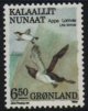 (image for) 6.50 Kr Brunnich's Gullemots