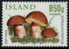 (image for) 2012 Wild Mushrooms VII