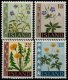 (image for) 1960-62 Wild Flowers