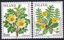 (image for) 1984 Flowers I