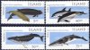 (image for) 2000 Marine Mammals