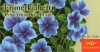 (image for) 2003 Summer Flowers (Booklet)