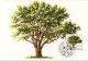 (image for) 1985 Horticultural Society PHQ Card