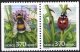 (image for) 1997 Insects I